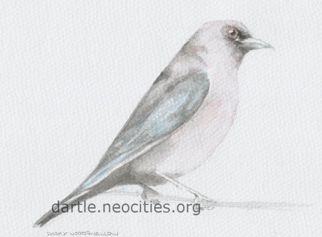 watercolour of a dusky woodswallow