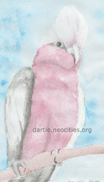 watercolour of a galah