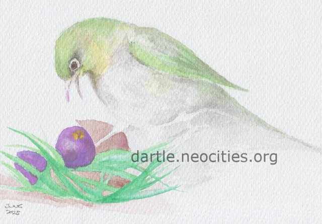 watercolour of a silvereye eating a lillypilly