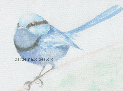 watercolour of a male splendid fairy wren during breeding season