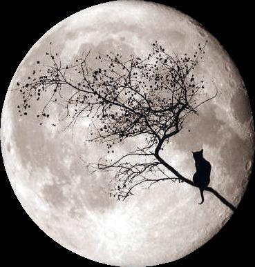 a cat sitting on a branch in front of a full moon